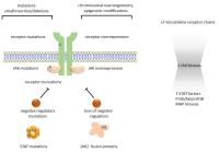 Liposomal Alendronate image 1