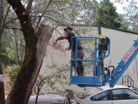 Tree Cutting Services Grass Valley CA image 2