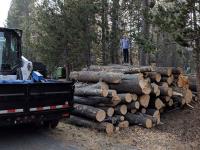 Tree Cutting Services Grass Valley CA image 3