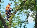 Tree Cutting Services Grass Valley CA logo
