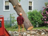 Tree Removal Services Near Me Columbia SC image 5