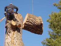 Tree Removal Services Near Me Columbia SC image 7