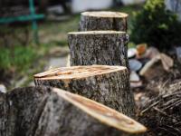 Tree Removal Services Near Me Columbia SC image 8