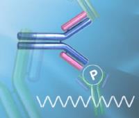 Phospho-specific Antibodies image 1