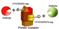 Tag Antibodies image 1