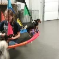 Sammy's Doggie Daycare & Boarding image 3