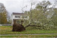 Tree Removal Long Island image 1
