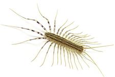 Excellent Corona Pest & Termite image 3