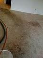 Shepherd Carpet Cleaning image 3