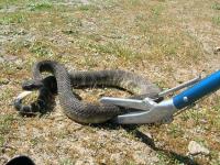 Snake Trapping:Taylor's trapping service image 1