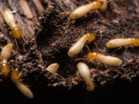 Allied Termite & Pest Control Inc image 1
