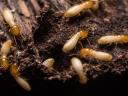 Allied Termite & Pest Control Inc logo