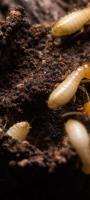 Allied Termite & Pest Control Inc image 2