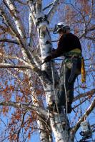 Doss Tree Service South Raleigh image 1