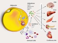 adipocytokines image 1