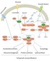 Cardiolipin Lipids Liposomes image 1