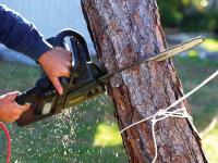 Tree Cutting Service Blythewood SC image 3