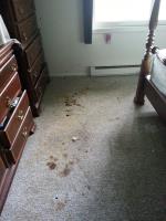 A Nu-Life Carpet Sales & Cleaning image 2
