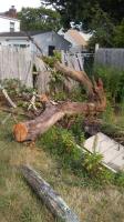 Tree Removal Service Birmingham image 1