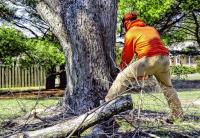 Tree Removal Service Birmingham image 3