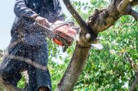 Tree Removal Service Birmingham image 6