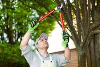 Top Tree Service Seattle image 1