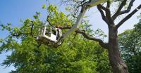 Mesa Tree Service Pros image 10