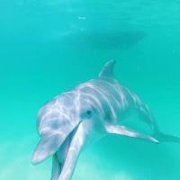 Panama City Dolphin Seafari Tours image 4