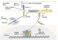 pan t cell isolation kit image 1