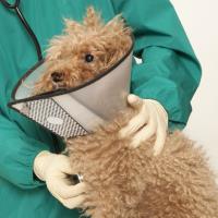 Valley Dog and Cat Hospital image 3