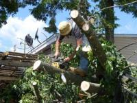 Tree Service Pembroke Pines LLC image 1