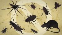 Safe Termite & Pest Control image 4