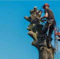 Tree Service Atlanta image 1