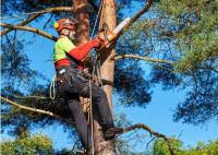 Tree Service Atlanta image 2