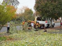 Voyage Tree Service Tulsa image 2