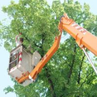 Monstrosity Tree Service LLC image 4