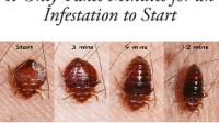 NJ Pest Control - Affordable Bed Bug Removal image 1