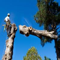 Milledgeville Tree Services image 1