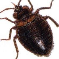 Indian Valley Pest Control & Bed Bug Services LLC image 3