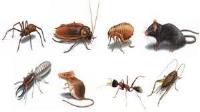 Pest Pros image 2