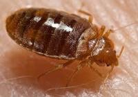EcoFusion Pest Control & Bed bug extermination image 3