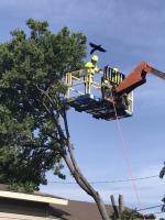 Ballard Tree Service image 4