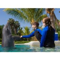 Miami Swim With Dolphin Tours image 2
