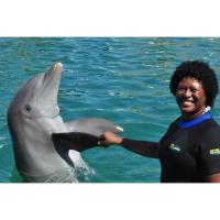 Miami Swim With Dolphin Tours image 3