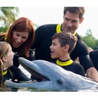 Orlando Swim with Dolphin Tickets and Tours image 4