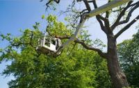Plymouth Tree Service image 1