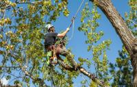 Plymouth Tree Service image 3
