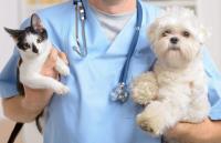 Guardian Veterinary Specialists image 2