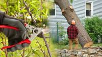 Professional Tree Trimming Grass Valley CA image 7