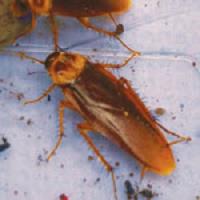 Croach Pest Control image 3